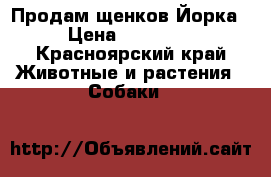 Продам щенков Йорка › Цена ­ 13 000 - Красноярский край Животные и растения » Собаки   